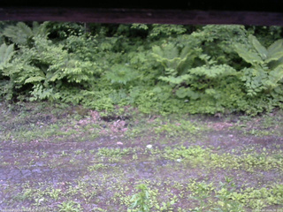 長野県菅平高原 ゆたか山荘 東側(坂下) 2026/06/10 06:00