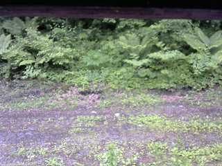 長野県菅平高原 ゆたか山荘 東側(坂下) 2026/06/10 06:30