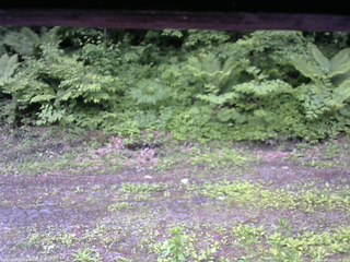長野県菅平高原 ゆたか山荘 東側(坂下) 2026/06/10 07:00