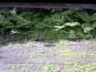 長野県菅平高原 ゆたか山荘 東側(坂下) 2026/06/10 07:45