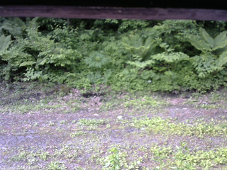 長野県菅平高原 ゆたか山荘 東側(坂下) 2026/06/10 08:00