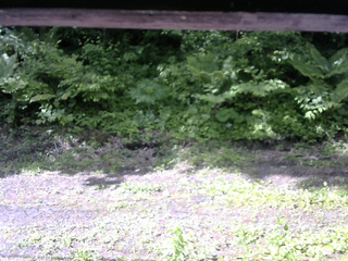 長野県菅平高原 ゆたか山荘 東側(坂下) 2026/06/10 08:15