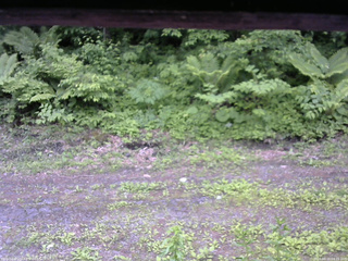 長野県菅平高原 ゆたか山荘 東側(坂下) 2026/06/10 09:15