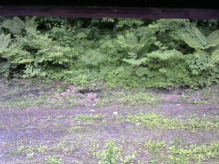 長野県菅平高原 ゆたか山荘 東側(坂下) 2026/06/10 09:30