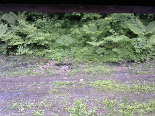 長野県菅平高原 ゆたか山荘 東側(坂下) 2026/06/10 10:00