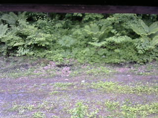 長野県菅平高原 ゆたか山荘 東側(坂下) 2026/06/10 10:30