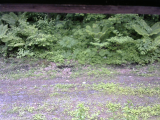 長野県菅平高原 ゆたか山荘 東側(坂下) 2026/06/10 10:45