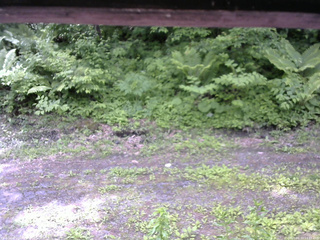 長野県菅平高原 ゆたか山荘 東側(坂下) 2026/06/10 11:15