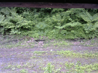 長野県菅平高原 ゆたか山荘 東側(坂下) 2026/06/10 12:30