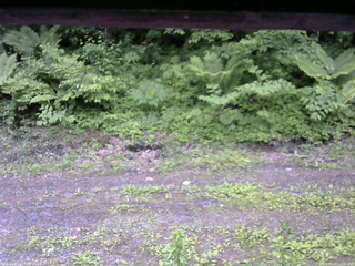 長野県菅平高原 ゆたか山荘 東側(坂下) 2026/06/10 12:45