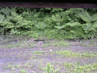 長野県菅平高原 ゆたか山荘 東側(坂下) 2026/06/10 13:15