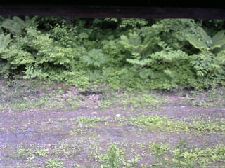 長野県菅平高原 ゆたか山荘 東側(坂下) 2026/06/10 15:15