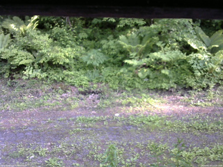 長野県菅平高原 ゆたか山荘 東側(坂下) 2026/06/10 17:00