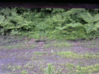 長野県菅平高原 ゆたか山荘 東側(坂下) 2026/06/11 05:15