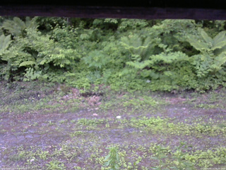 長野県菅平高原 ゆたか山荘 東側(坂下) 2026/06/11 05:45