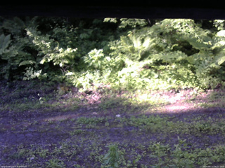 長野県菅平高原 ゆたか山荘 東側(坂下) 2026/06/11 06:15