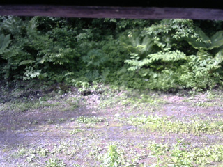 長野県菅平高原 ゆたか山荘 東側(坂下) 2026/06/11 07:30