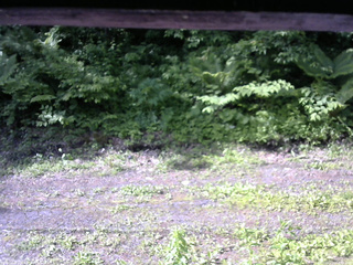 長野県菅平高原 ゆたか山荘 東側(坂下) 2026/06/11 07:45