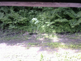 長野県菅平高原 ゆたか山荘 東側(坂下) 2026/06/11 08:45