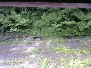 長野県菅平高原 ゆたか山荘 東側(坂下) 2026/06/11 09:15