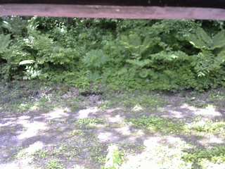 長野県菅平高原 ゆたか山荘 東側(坂下) 2026/06/11 09:30