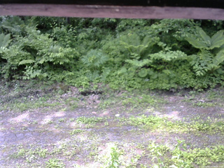 長野県菅平高原 ゆたか山荘 東側(坂下) 2026/06/11 09:45