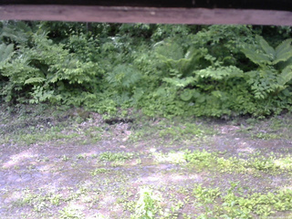 長野県菅平高原 ゆたか山荘 東側(坂下) 2026/06/11 10:00