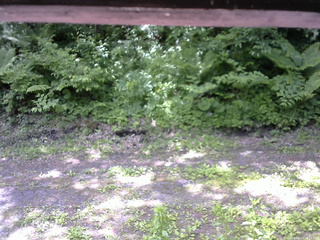 長野県菅平高原 ゆたか山荘 東側(坂下) 2026/06/11 10:15