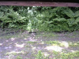 長野県菅平高原 ゆたか山荘 東側(坂下) 2026/06/11 10:30