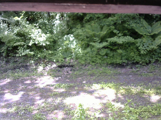 長野県菅平高原 ゆたか山荘 東側(坂下) 2026/06/11 10:45