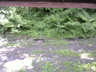 長野県菅平高原 ゆたか山荘 東側(坂下) 2026/06/11 11:15