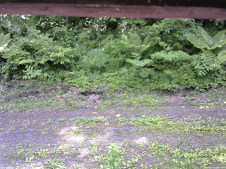 長野県菅平高原 ゆたか山荘 東側(坂下) 2026/06/11 12:00