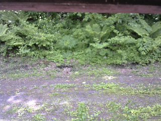 長野県菅平高原 ゆたか山荘 東側(坂下) 2026/06/11 12:15