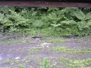 長野県菅平高原 ゆたか山荘 東側(坂下) 2026/06/11 12:30
