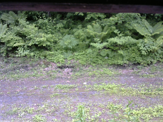 長野県菅平高原 ゆたか山荘 東側(坂下) 2026/06/11 14:15