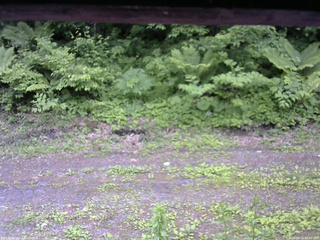 長野県菅平高原 ゆたか山荘 東側(坂下) 2026/06/11 14:30