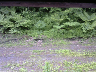 長野県菅平高原 ゆたか山荘 東側(坂下) 2026/06/11 14:45