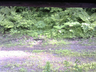 長野県菅平高原 ゆたか山荘 東側(坂下) 2026/06/11 16:45