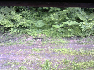 長野県菅平高原 ゆたか山荘 東側(坂下) 2026/06/11 17:15