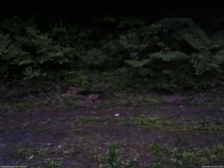 長野県菅平高原 ゆたか山荘 東側(坂下) 2026/06/11 19:15
