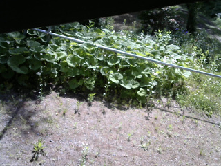 長野県菅平高原 ゆたか山荘 駐車場 2026/06/11 08:30