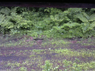 長野県菅平高原 ゆたか山荘 東側(坂下) 2026/06/12 05:45