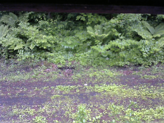 長野県菅平高原 ゆたか山荘 東側(坂下) 2026/06/12 06:15