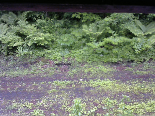 長野県菅平高原 ゆたか山荘 東側(坂下) 2026/06/12 07:30