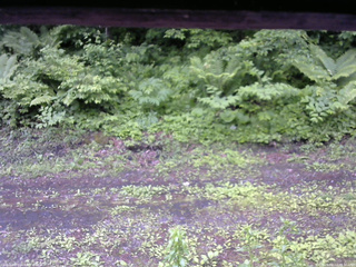 長野県菅平高原 ゆたか山荘 東側(坂下) 2026/06/12 08:30