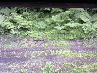 長野県菅平高原 ゆたか山荘 東側(坂下) 2026/06/12 09:15