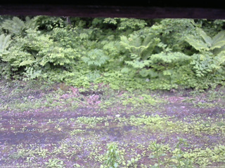 長野県菅平高原 ゆたか山荘 東側(坂下) 2026/06/12 09:30