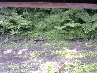 長野県菅平高原 ゆたか山荘 東側(坂下) 2026/06/12 09:45