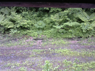 長野県菅平高原 ゆたか山荘 東側(坂下) 2026/06/12 12:00