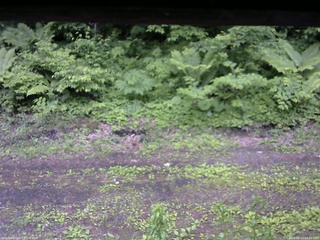 長野県菅平高原 ゆたか山荘 東側(坂下) 2026/06/12 14:00